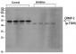 CRMP-2 (phospho Thr509) Polyclonal Antibody